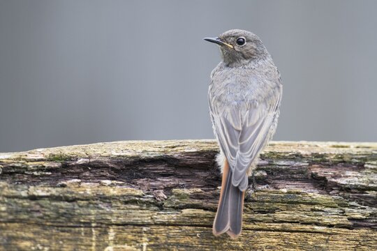 Black redstart (Phoenicurus ochruros), Emsland, Lower Saxony, Germany