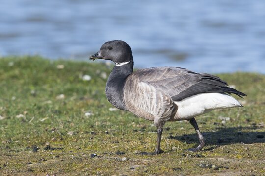 Brant goose (Branta bernicla), Texel, North Holland, Netherlands