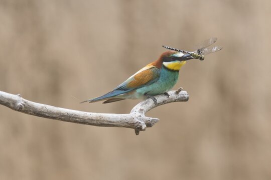 Bee-eater (Merops apiaster), Rhineland-Palatinate, Germany