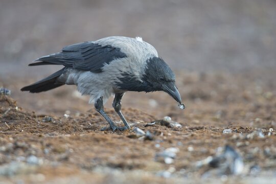 Carrion crow (Corvus corone), Mecklenburg-Vorpommern, Germany