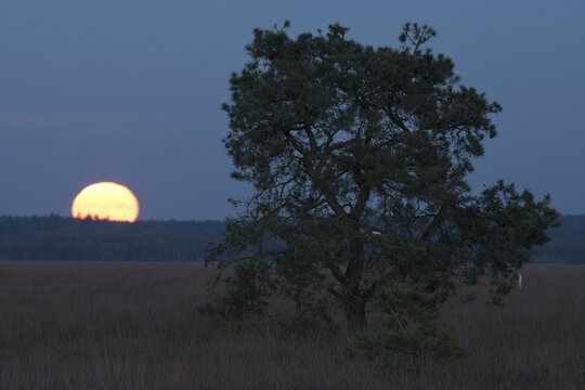 Moonrise in the moor, Emsland, Lower Saxony, Germany