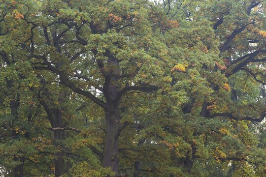 Oak forest, english oak (Quercus robur), Lower Saxony, Germany