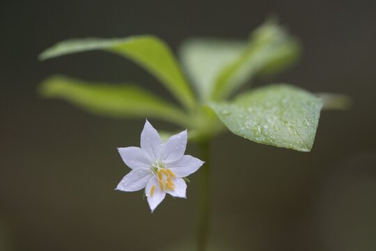 Chickweed wintergreen (Trientalis europaea), Emsland, Lower Saxony, Germany