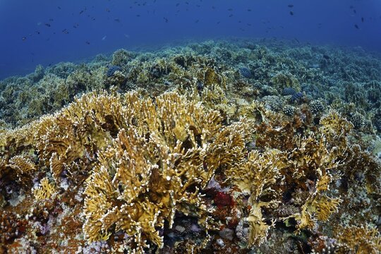 Reef top densely covered with Red Sea net fire coral (Millepora dichotoma), Port Safaga, Red Sea, Egypt