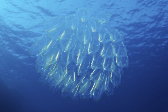 Barrelhead (Doliolidae), tunicate, drifting under the sea surface, Port Safaga, Red Sea, Egypt