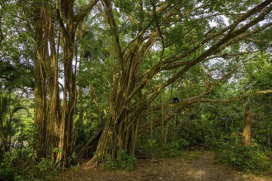 White-headed capuchin (Cebus imitator) on strangler fig, Manuel Antonio, Puntarenas Province, Costa Rica