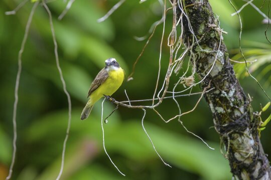 Grey-capped masked tyrant (Myiozetetes granadensis), Cahuita, Puerto Lim&oacute;n, Costa Rica