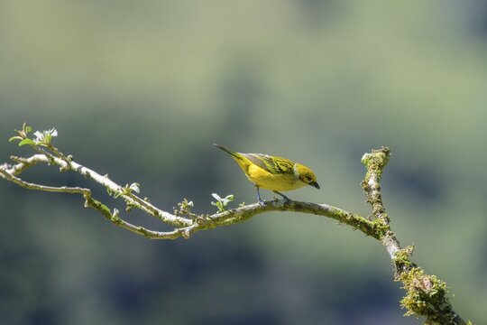 Silver-throated tanager (Tangara icterocephala), San Gerardo de Dota, San Jos&eacute; Province, Costa Rica
