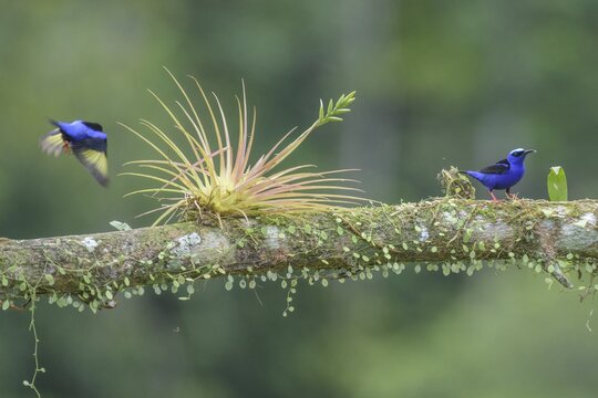 The red-legged honeycreeper (Cyanerpes cyaneus), Laguna del Lagarto Eco-Lodge, San Carlos, Alajuela Province, Costa Rica