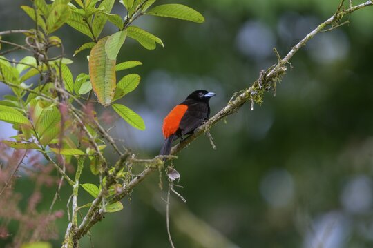 Fire-backed tanager (Ramphocelus passerinii), La Selva Biological Station, Sarapiqui, Heredia, Costa Rica