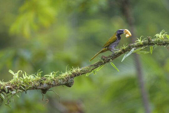 Big-footed Sparrow (Pezopetes capitalis), Laguna del Lagarto Eco-Lodge, San Carlos, Alajuela Province, Costa Rica