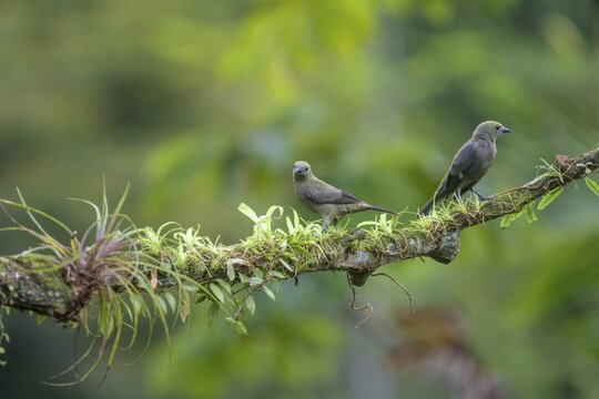 Palm tanager (Thraupis palmarum), Laguna del Lagarto Eco-Lodge, San Carlos, Alajuela Province, Costa Rica