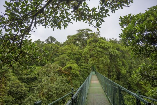 Suspension bridge in Selvatura Park, Monteverde, Guanacaste Province, Costa Rica