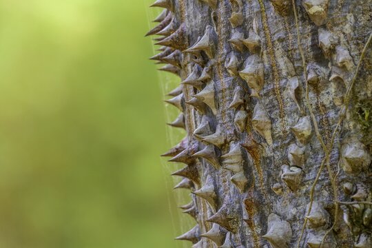 Thorns of the sand bush tree (Hura crepitans), Laguna del Lagarto Eco-Lodge, San Carlos, Alajuela Province, Costa Rica