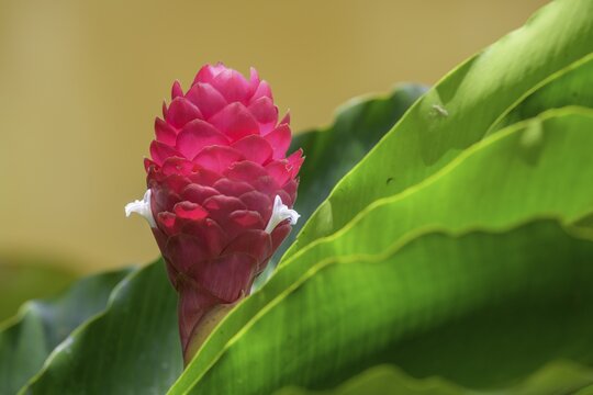 Flower in the blossom of a ginger plant, Laguna del Lagarto Eco-Lodge, San Carlos, Alajuela Province, Costa Rica