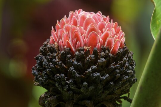 Flower of a ginger plant, Laguna del Lagarto Eco-Lodge, San Carlos, Alajuela Province, Costa Rica