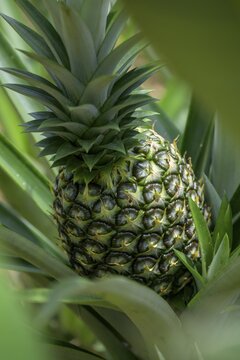 Green pineapple, San Carlos, Alajuela Province, Costa Rica