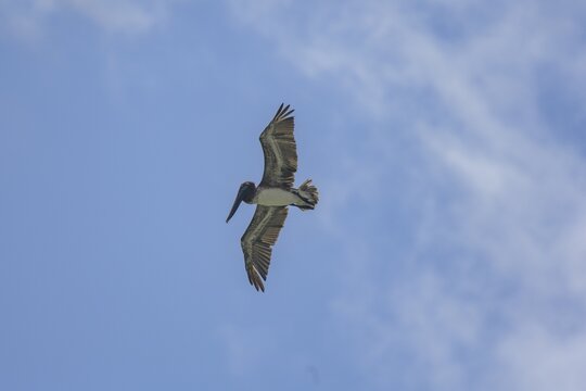 Brown pelican (Pelecanus occidentalis) in flight, Baya Avellana, Junquillal, Santa Cruz, Guanacaste Province, Costa Rica
