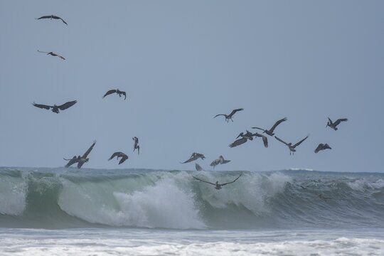 Brown pelicans (Pelecanus occidentalis) chasing fish in the surf, Baya Avellana, Junquillal, Santa Cruz, Guanacaste Province, Costa Rica