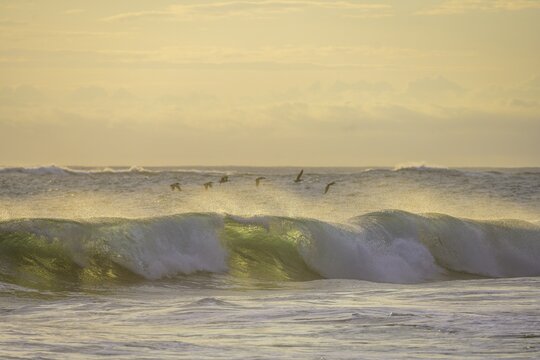 Brown pelicans (Pelecanus occidentalis) flying just above wave, Junquillal, Santa Cruz, Guanacaste Province, Costa Rica