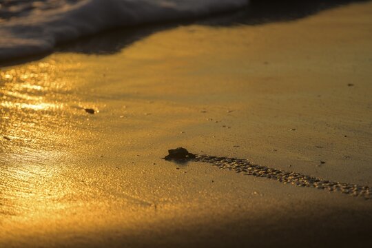 Newly hatched olive ridley sea turtle (Lepidochelys olivacea) crawling over sand towards the sea in the golden evening light, Junquillal, Santa Cruz, Guanacaste Province, Costa Rica