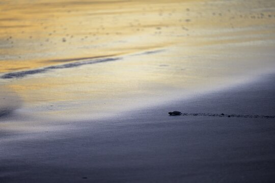 Newly hatched olive ridley sea turtle (Lepidochelys olivacea) crawling over sand towards the sea at sunset, Junquillal, Santa Cruz, Guanacaste Province, Costa Rica
