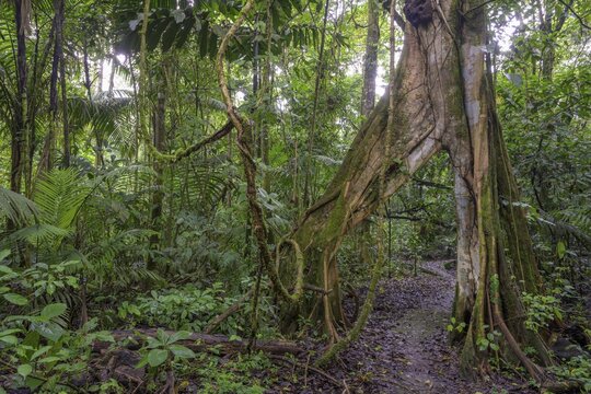 Hiking trail leads through tree with V-shaped opening, La Selva Biological Station, Sarapiqui, Heredia, Costa Rica