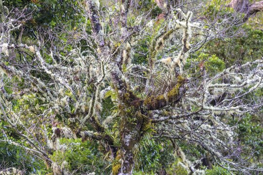 Trees covered with mosses and lichens, San Gerardo de Dota, San Jos&eacute; Province, Costa Rica