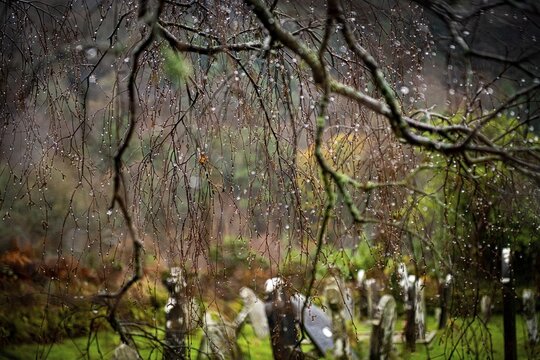 Tree with raindrops and cemetery in the background, Glendalough, Wicklow, Ireland