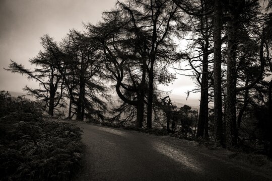 Creepy and Gloomy, Small Street with Trees in Dramatic Light, Glendalough, Wicklow, Ireland