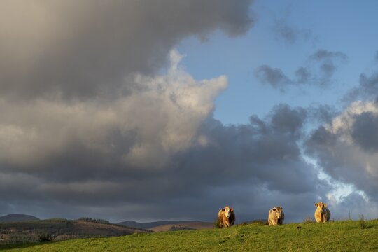 Three domestic cattle (Bos taurus) in a meadow with a woken sky, Beara Peninsula, Ireland