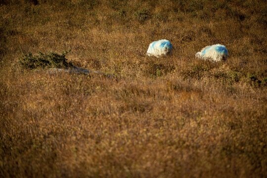Two domestic sheep (Ovis gmelini aries) in brown meadow, Beara Peninsula, Ireland
