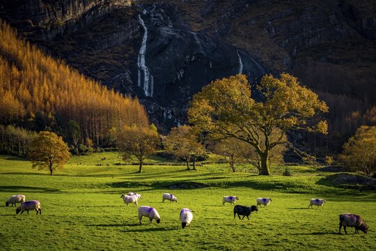 Waterfall and sheep in autumn landscape, Gleninchaquin Park, Kenmare, County Kerry, Ireland
