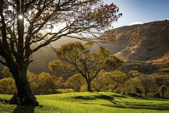 Old trees in autumnal landscape, Gleninchaquin Park, Kenmare, County Kerry, Ireland