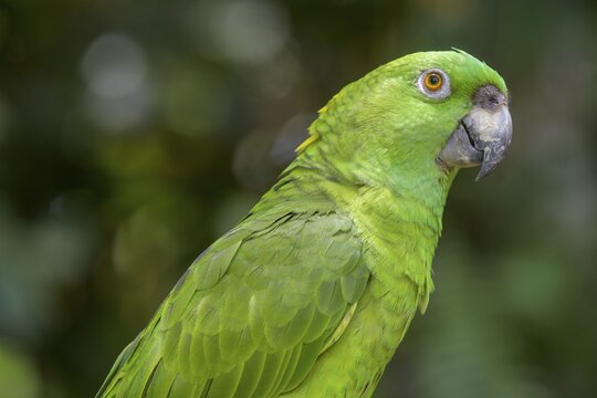 Southern mealy amazon (Amazona farinosa), Jaguar Rescue Center, Punta Cocles, Talamanca, Puerto Lim&oacute;n, Costa Rica