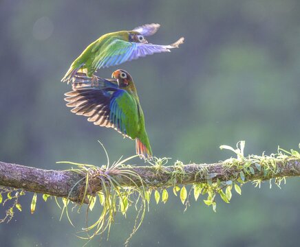Brown-hooded parrots (Pyrilia haematotis) in flight, Laguna del Lagarto Eco-Lodge, San Carlos, Alajuela Province, Costa Rica