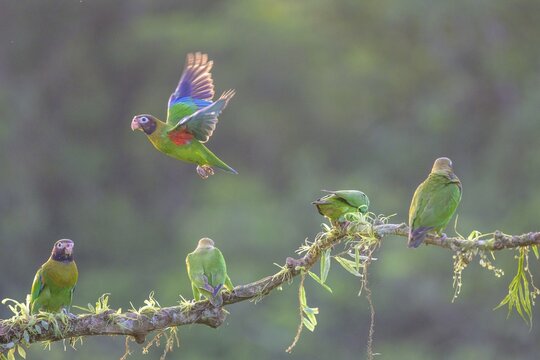 Brown-hooded parrots (Pyrilia haematotis) sitting on branch, Laguna del Lagarto Eco-Lodge, San Carlos, Alajuela Province, Costa Rica