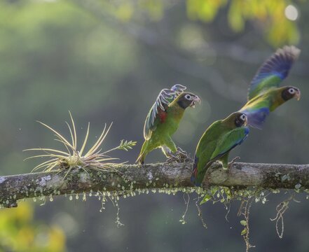 Brown-hooded parrot (Pyrilia haematotis) chasing away conspecifics, Laguna del Lagarto Eco-Lodge, San Carlos, Alajuela Province, Costa Rica