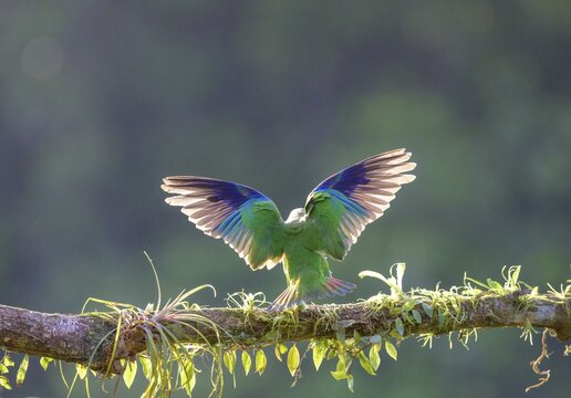 Brown-hooded parrot (Pyrilia haematotis) with spread wings, Laguna del Lagarto Eco-Lodge, San Carlos, Alajuela Province, Costa Rica
