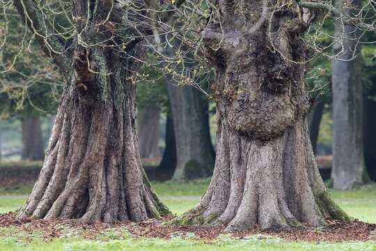 Old horse-chestnut (Aesculus hippocastanum), Hanover, Lower Saxony, Germany
