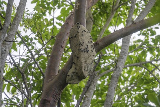 Wasp's Nest, Cahuita National Park, Puerto Lim&oacute;n, Costa Rica