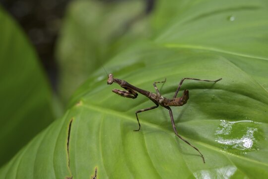 Praying mantis, Punta Cocles, Talamanca, Puerto Lim&oacute;n, Costa Rica