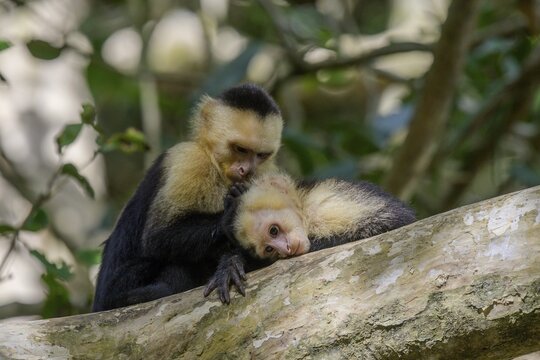 White-headed capuchin (Cebus imitator) grooming its fur, Manuel Antonio, Puntarenas Province, Costa Rica