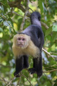 White-headed capuchin (Cebus imitator), Manuel Antonio, Puntarenas Province, Costa Rica