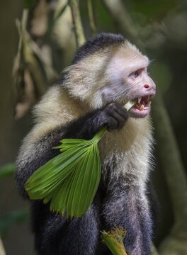 White-headed capuchin (Cebus imitator) nibbling on a plant, Manuel Antonio, Puntarenas Province, Costa Rica