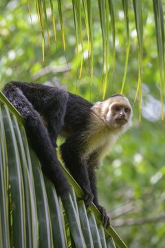 White-headed capuchin (Cebus imitator) sitting on palm leaf, Manuel Antonio, Puntarenas Province, Costa Rica