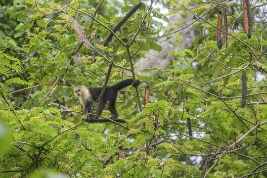 White-headed capuchin (Cebus imitator) holding on to branch with prehensile tail, Cahuita National Park, Puerto Lim&oacute;n, Costa Rica