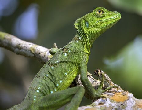 Young female plumed basilisk (Basiliscus plumifrons), Cahuita National Park, Puerto Lim&oacute;n, Costa Rica