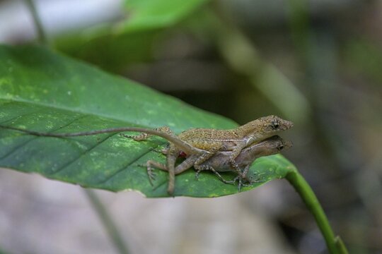 Anolis lizard copulating, Corcovado National Park, Puntarenas Province, Costa Rica