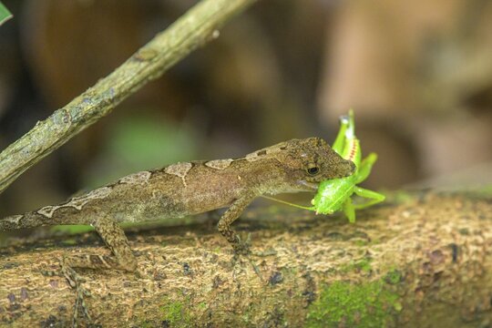 Anolis lizard with grasshopper as prey, Corcovado National Park, Puntarenas Province, Costa Rica